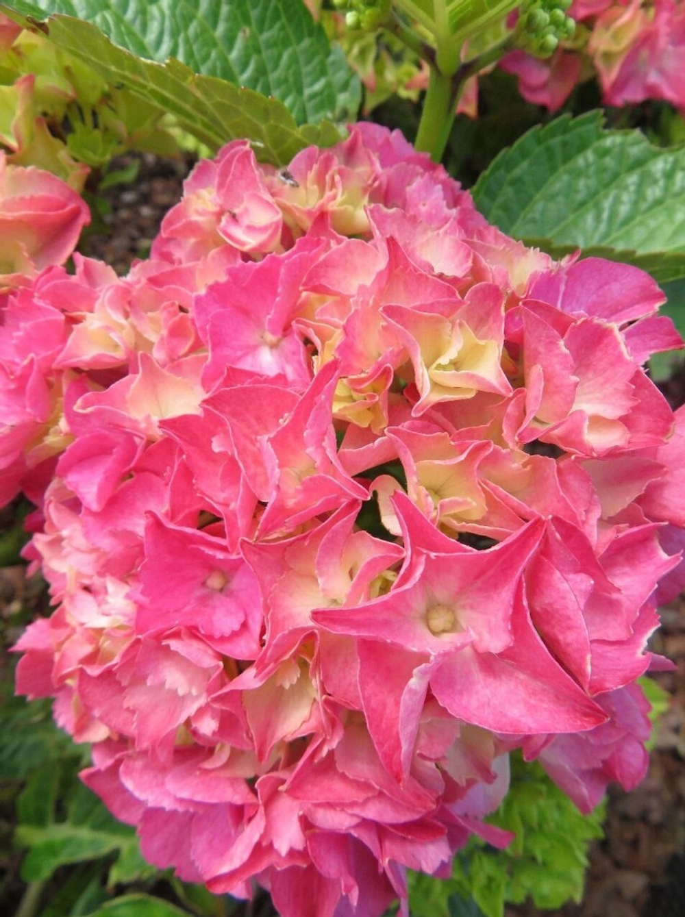 Rebelion Pink Love (Ребелион Пинк Лав) Р12 Европа 2026