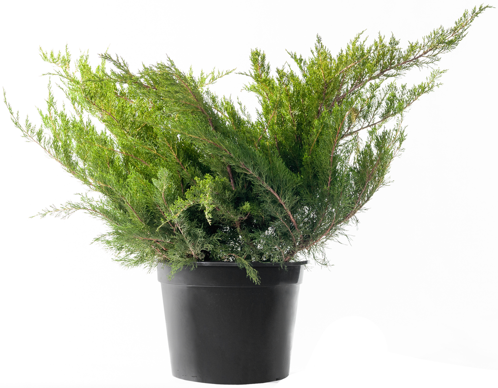 Можжевельник средний Минт Джулеп С12 50-70