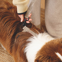 Шлейка «Пони-Компаньони» HuntingPony