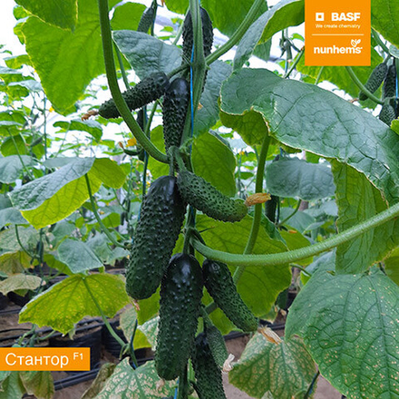 Семена огурца Стантор F1, Nunhems, 7 шт.