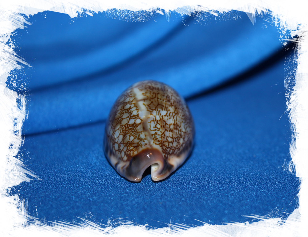 Ципрея граяна (Mauritia grayana)