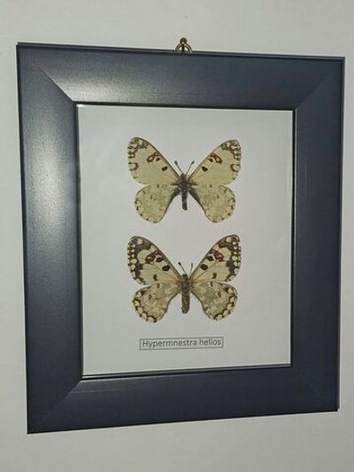 Бабочка Гелиос в рамке