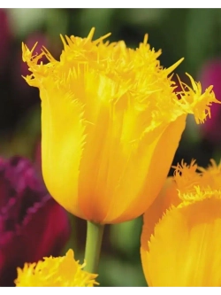 Тюльпаны Rebellious Yellow 4 шт, набор луковиц