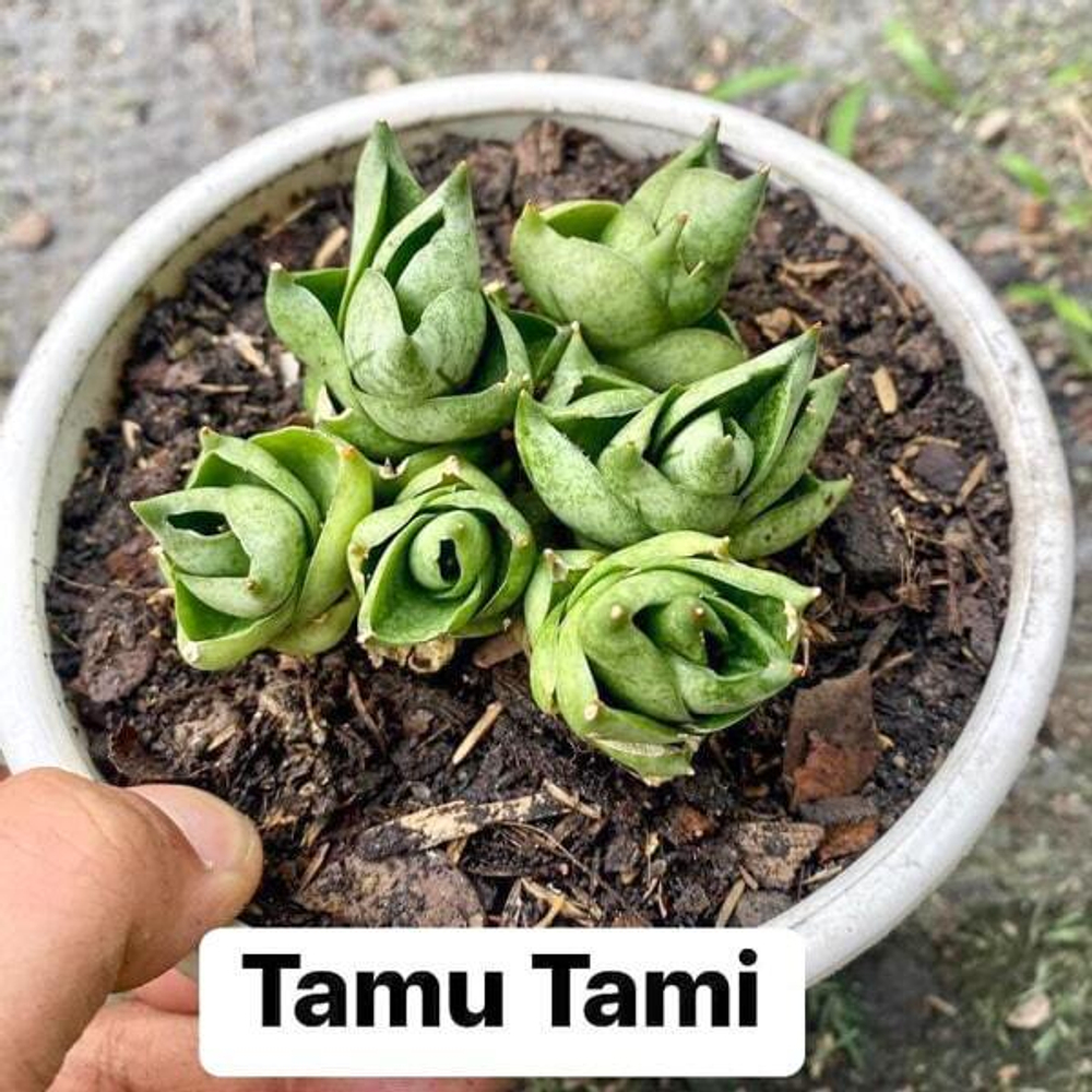 Сансевиерия TAMU TAMI