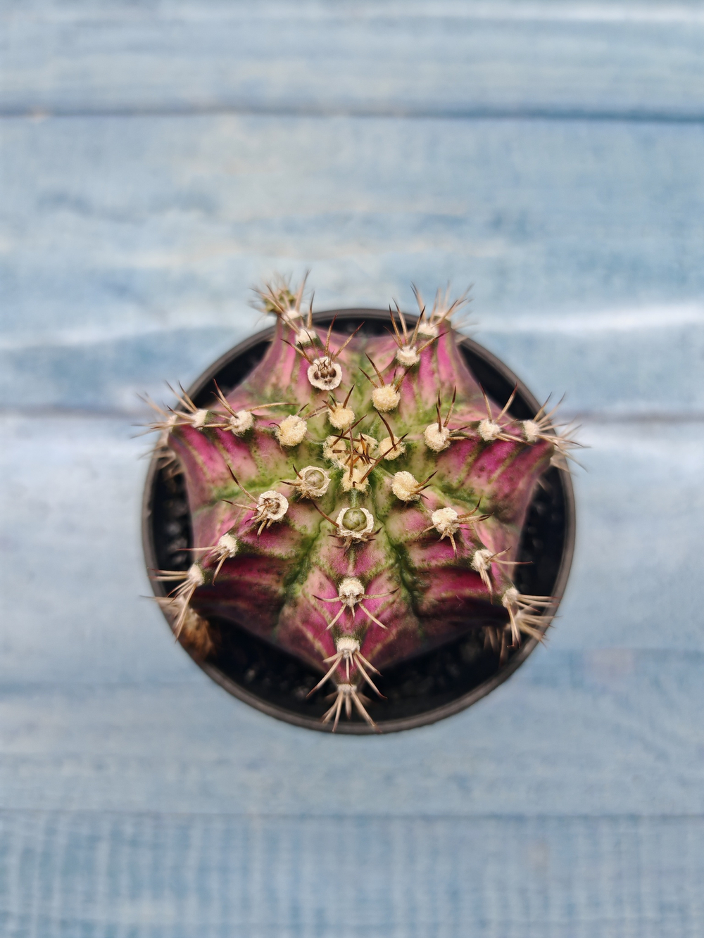 Gymnocalycium T-Rex Pink hybrid (Гимнокалициум T-rex)