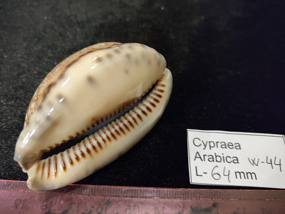 Ципрея Арабика