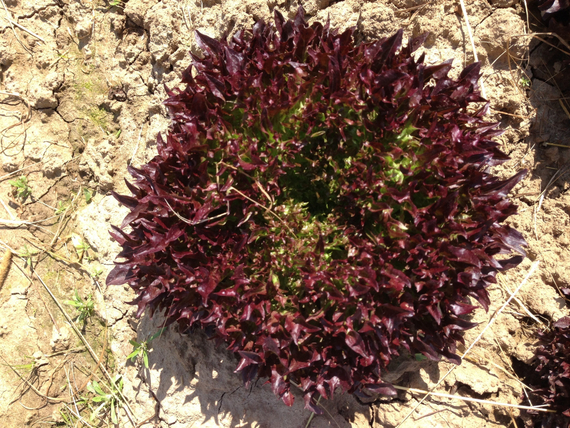 ТРИПЛЕКС семена салата Rijk Zwaan купить – фото 7