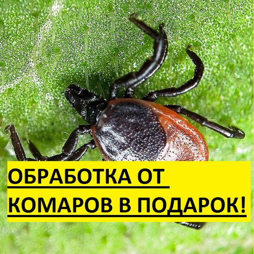 Уничтожение клещей, акарицидная обработка