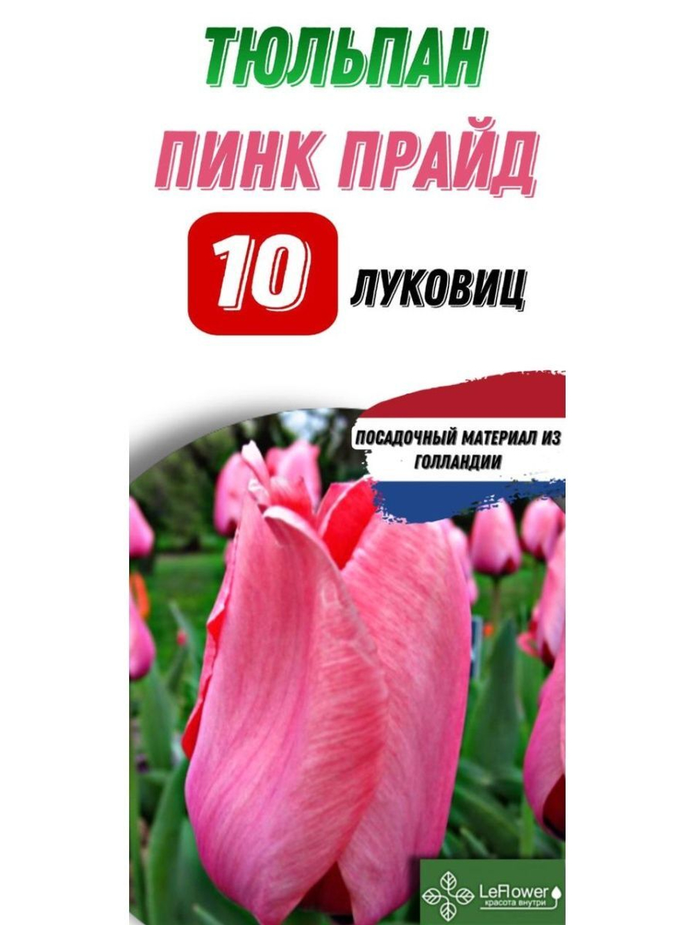 Тюльпан Луковица, пинк прайд 10шт