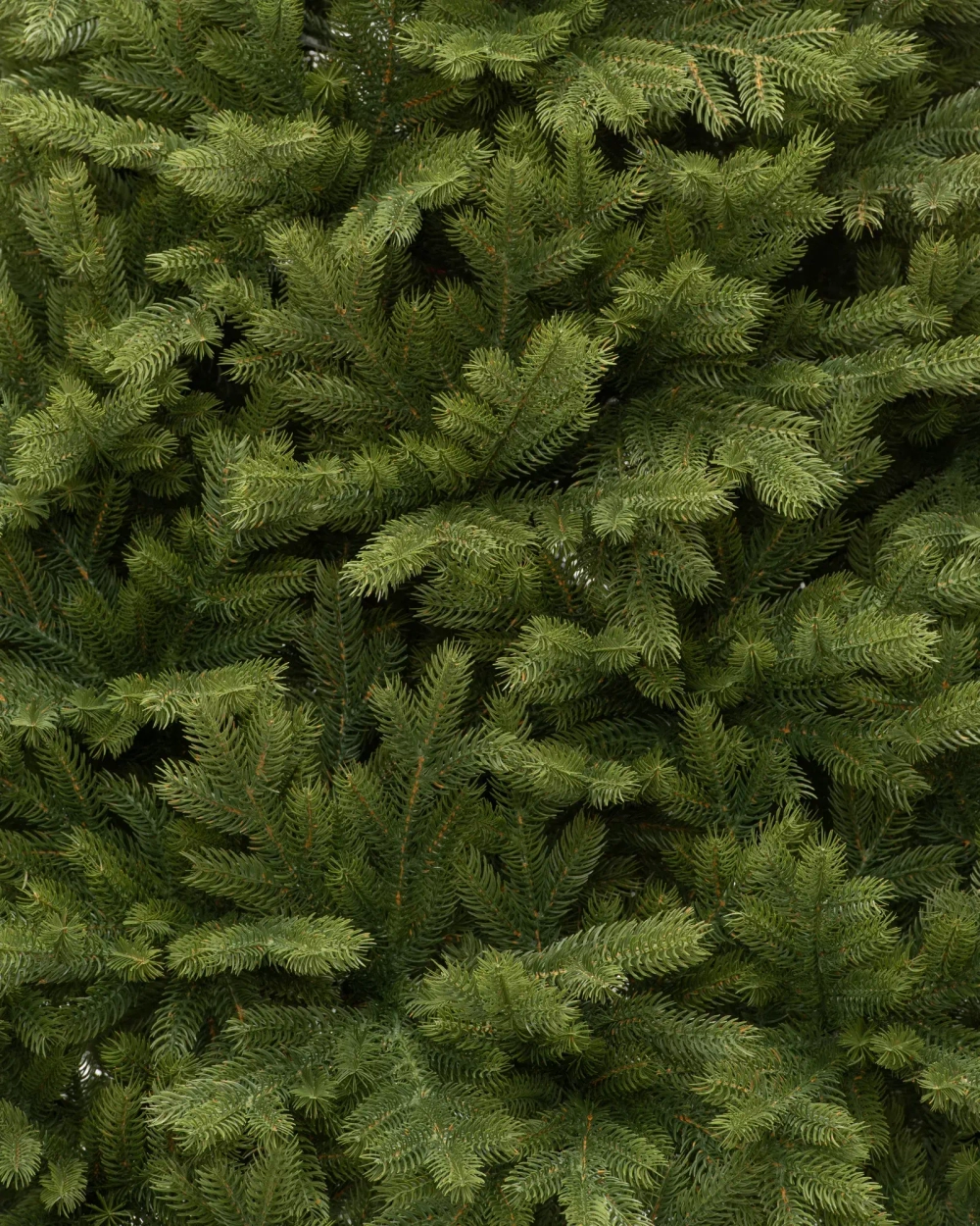 Искусственная елка Эрмитажная 270 см., 100% литая хвоя, ЕлкиТорг (94270)