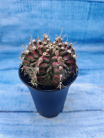 Gymnocalycium T-Rex Pink hybrid (Гимнокалициум T-rex)