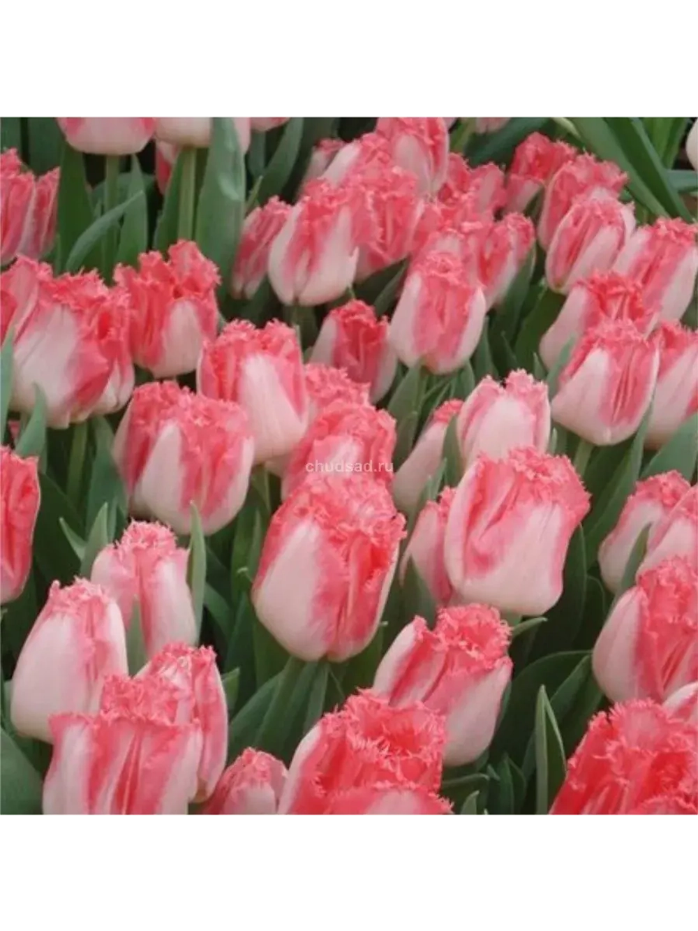 Луковицы тюльпанов бахромчатые сорт NEGLIGE (4 штуки)