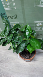 C. deliciosa “Sweet Sicily”