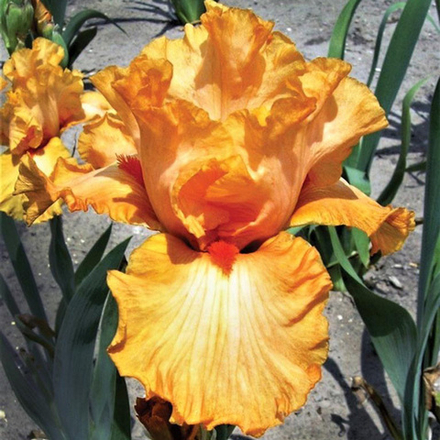 Ирис карликовый ОРАНДЖ КЭПЕР