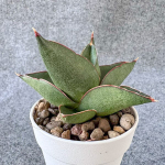 Сансевиерия OPERA HOUSE