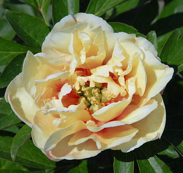 Пион Канари Бриллиантс (Ито)