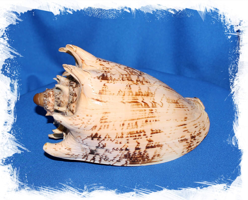 Волюта Империалис