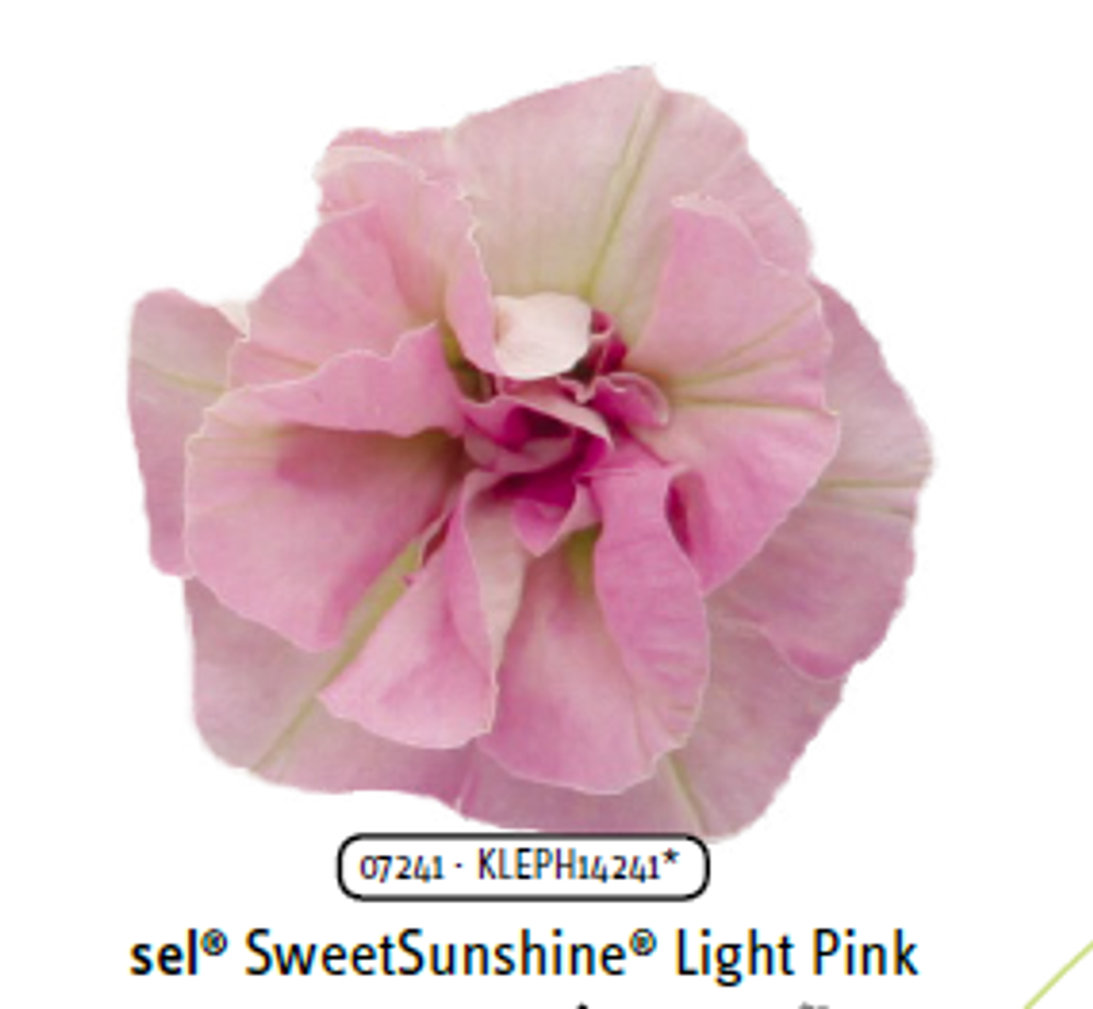 ЕВРО Петуния Sweetsunshine Light Pink укорененный черенок ОКС начало декабря