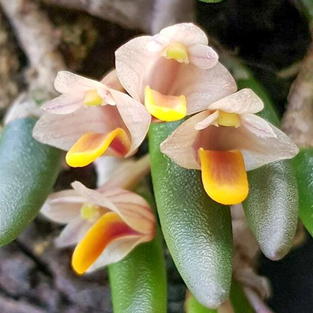 Орхидея DENDROBIUM LICHENASTRUM