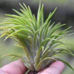 Тилландсия ionantha Huamelula R (T38)