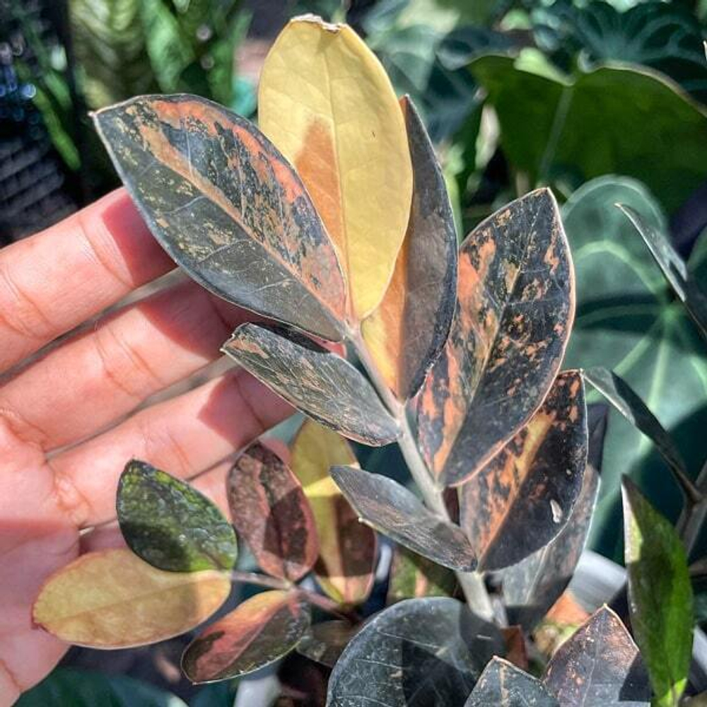 Замиокулькас RAVEN PINK VAR