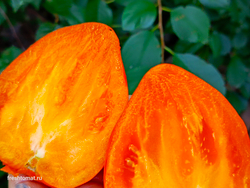 Озеро Брэт жёлтое сорт томата