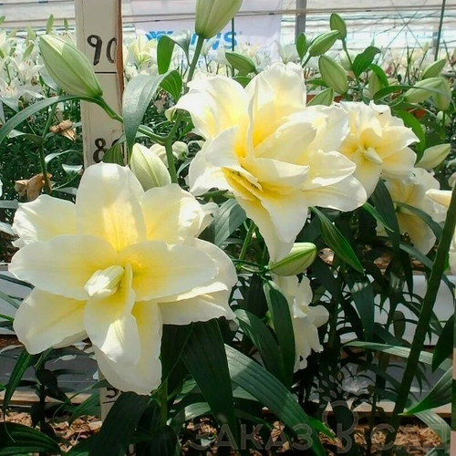 Лилия Roseliliy Ludwina (Розовидный гибрид)