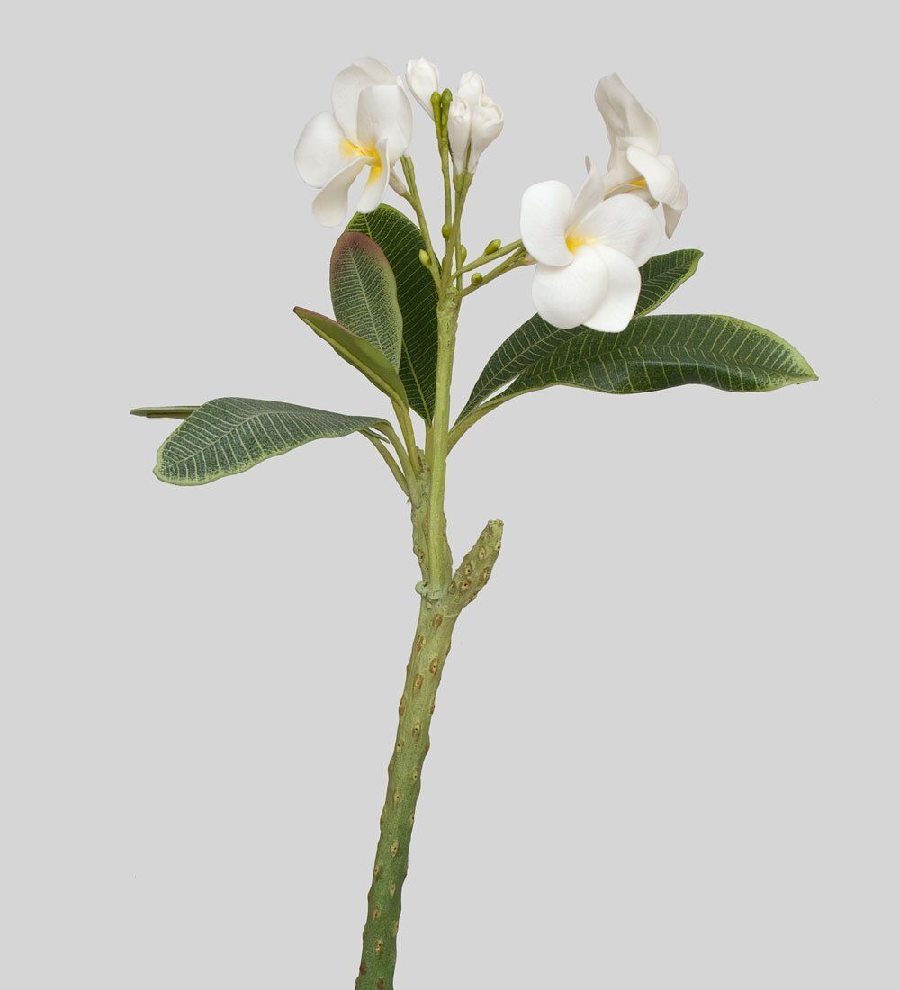 TR 614S Плумерия 3 бутона