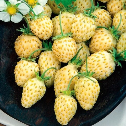 Земляника Белая душа ремонтантная