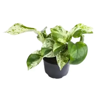 Сциндапсус Лягушка