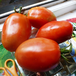 Помидоры Бочковой Засол