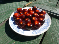 Помидоры - Blue Berry Cherry - Черри Черника