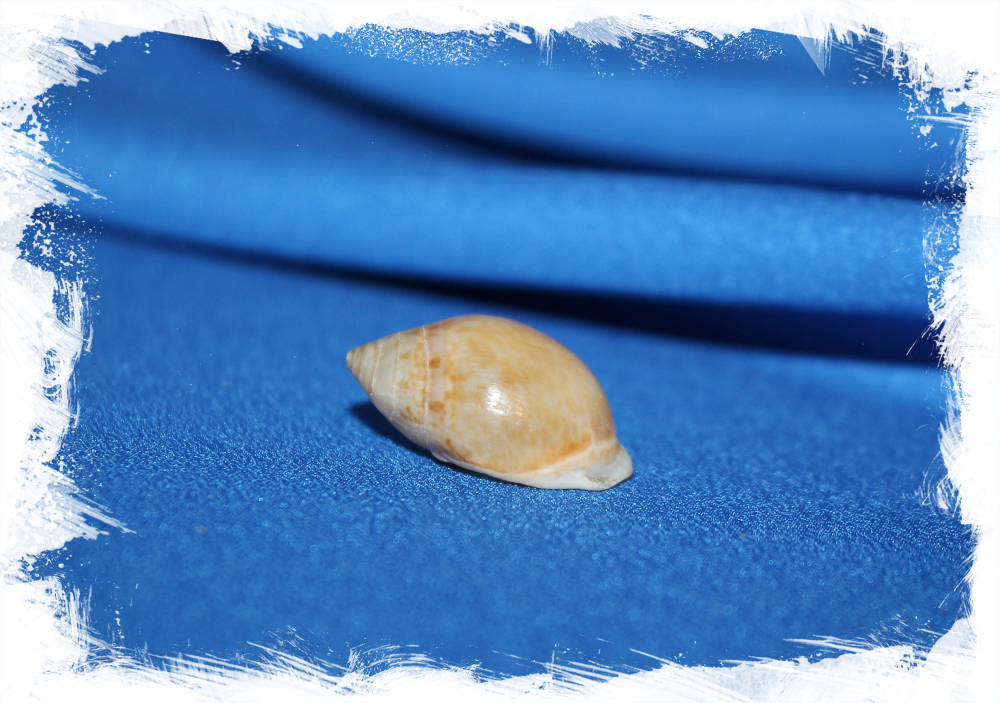 Патия пликата