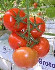 Мерлис F1 семена томата индетерминантного (De Ruiter Seeds / Де Ройтер Сидс)