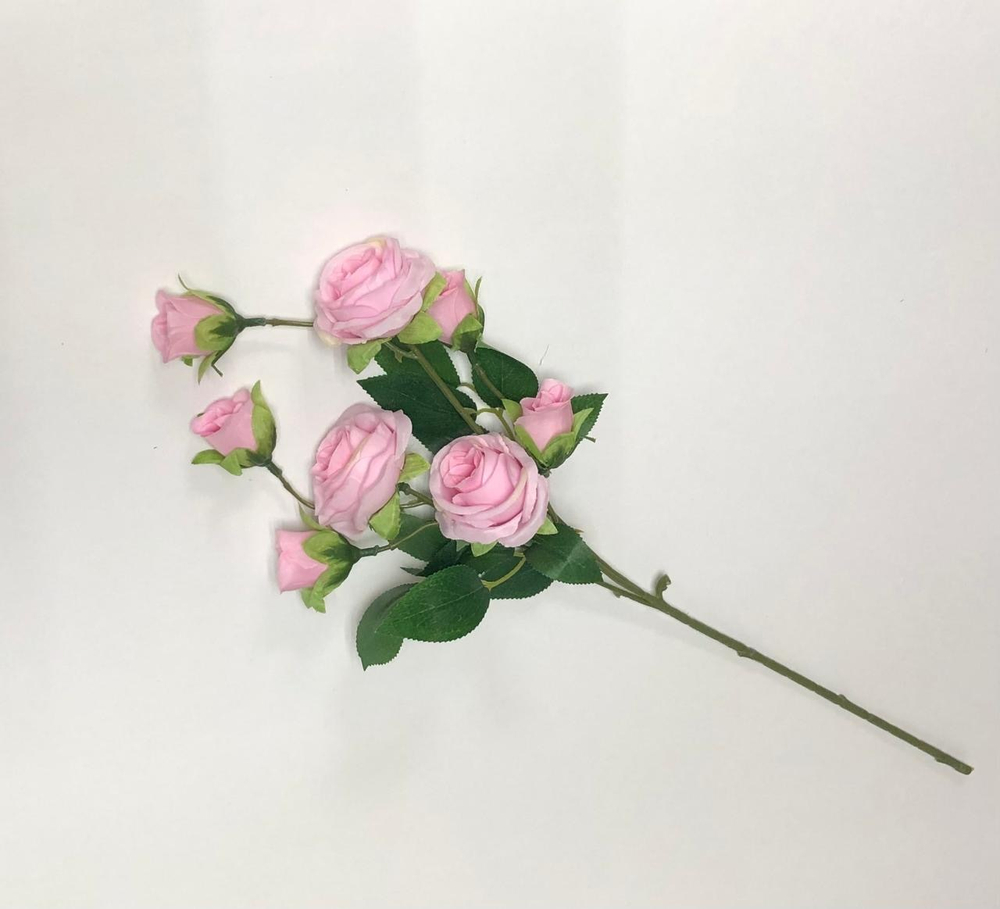 ветка розы Фрида