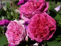 Леди Оф Мегинч (Lady Of Megginch)