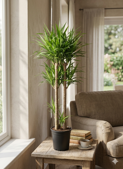 Драцена Reflexa д.18