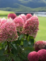 Гортензия метельчатая Пинки Промис