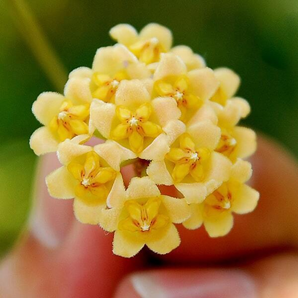 Хойя 87-DAVIDCUMMINGII YELLOW