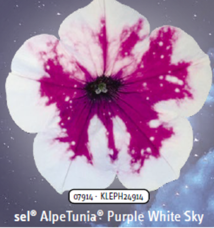 ЕВРО Петуния sky family Purple White Sky укорененный черенок ОКС начало декабря