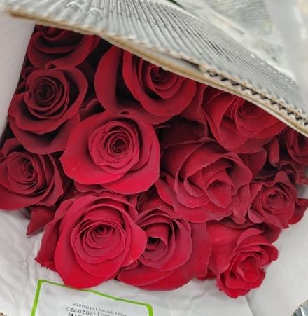 11 красных роз 60 см + 3 ветки гипсофилы + лента
