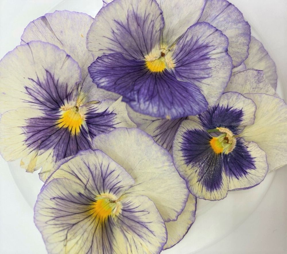 Виола обезвоженная lilac fog - плоский цветок, 10 шт