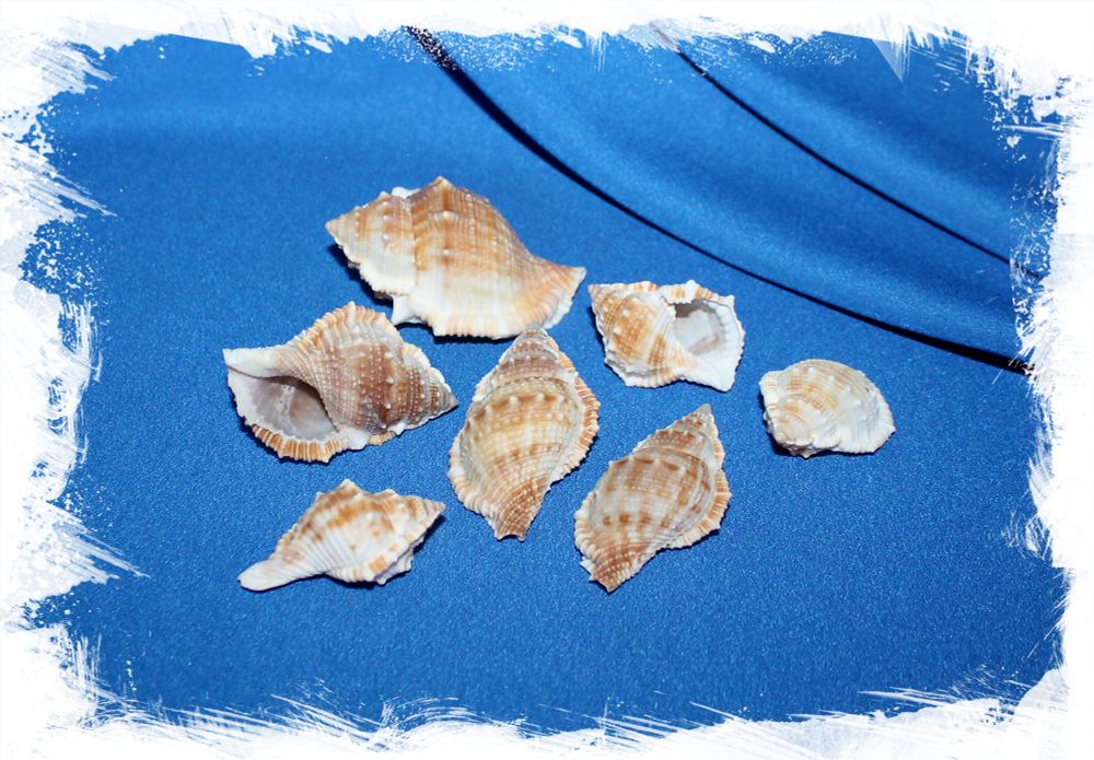 Морские ракушки для поделок и рукоделия