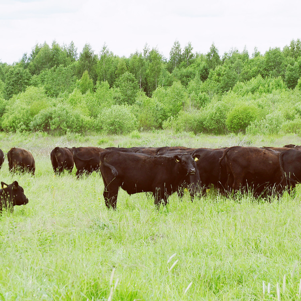 Наши корма, наши животные, наш бульон!