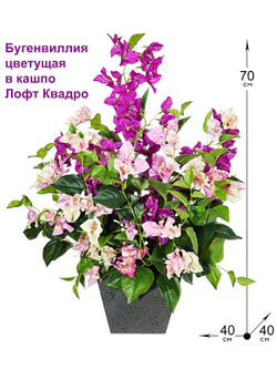 Бугенвиллия цветущая в кашпо Лофт Квадро