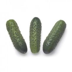 Соната рз F1 семена огурца пчелоопыляемого (Rijk Zwaan / Райк Цваан)