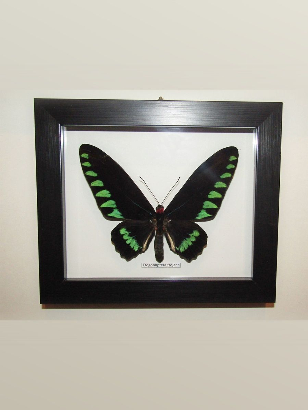 Бабочка Trogonoptera trojana в рамке