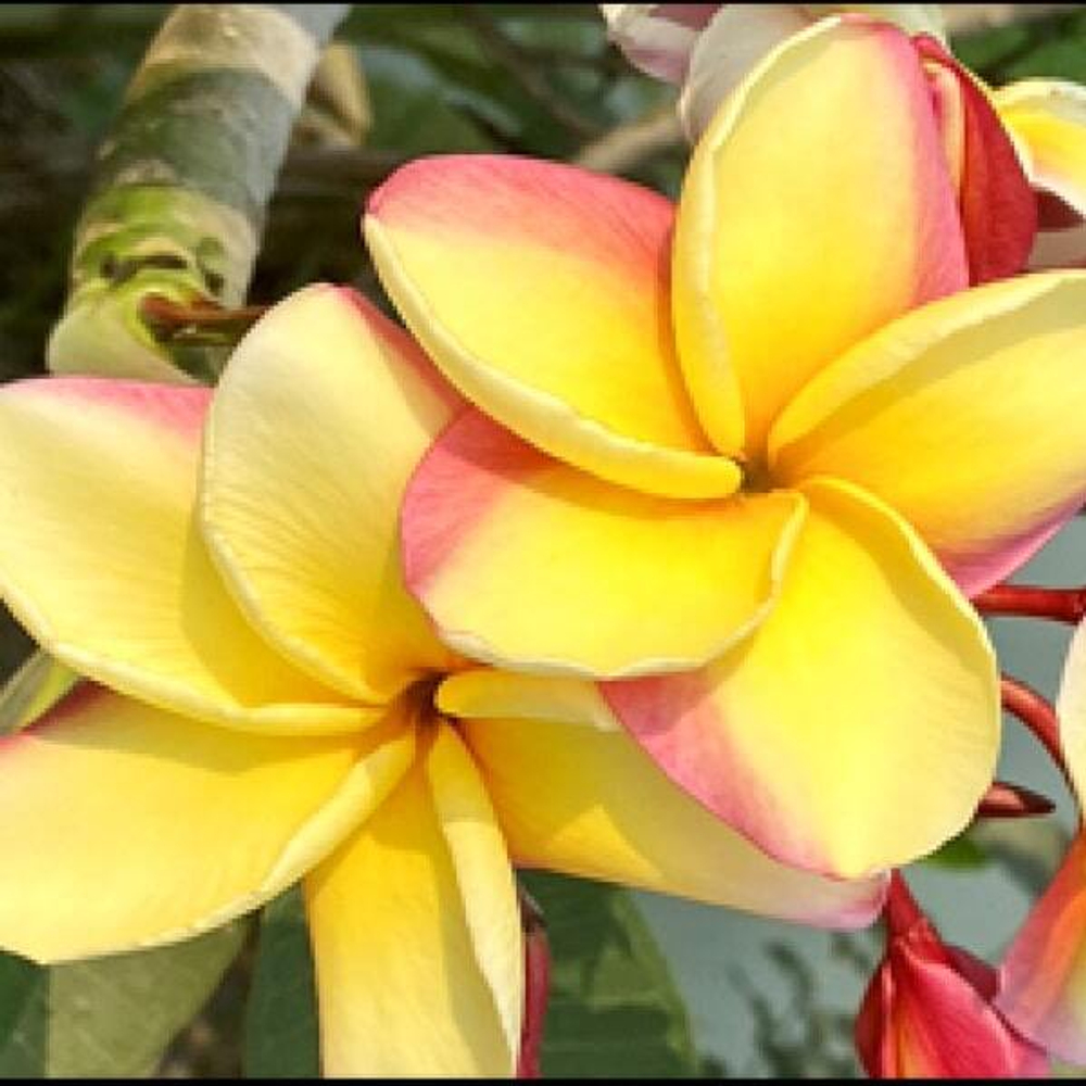 Плюмерия SAM SEE