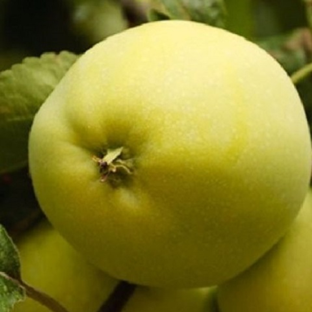Яблоня осенний сорт ВЭМ желтый
