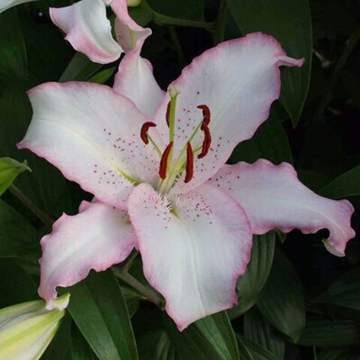 Лилия Бразилия